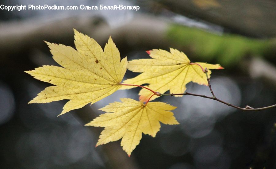 Maple, Maple Leaf, Plant, Tree, Wood, Leaf, Oak