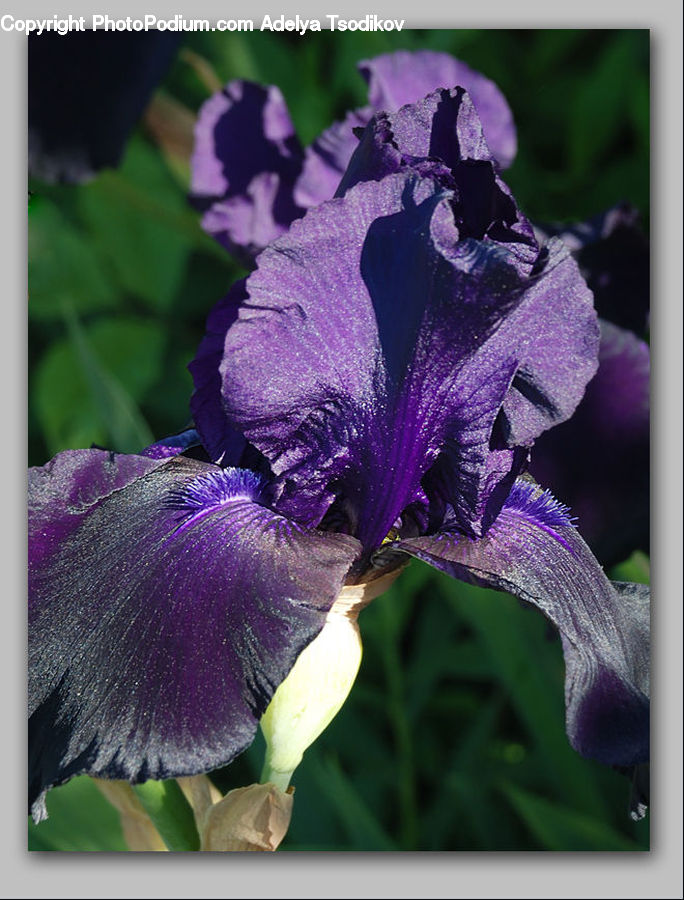 People, Person, Human, Flora, Flower, Iris, Plant