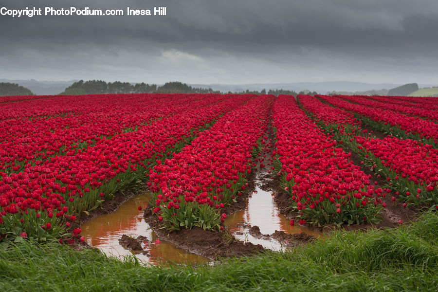 Blossom, Flora, Flower, Plant, Tulip, Field, Outdoors