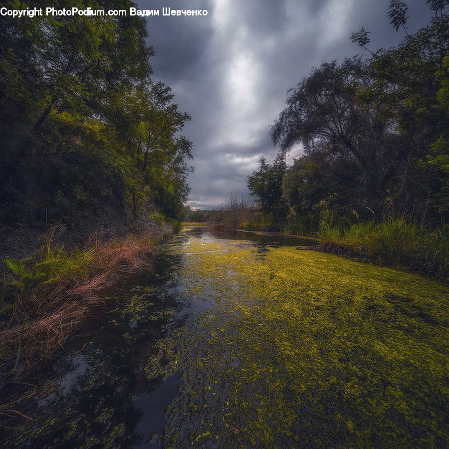 Dirt Road, Gravel, Road, Land, Marsh, Pond, Swamp