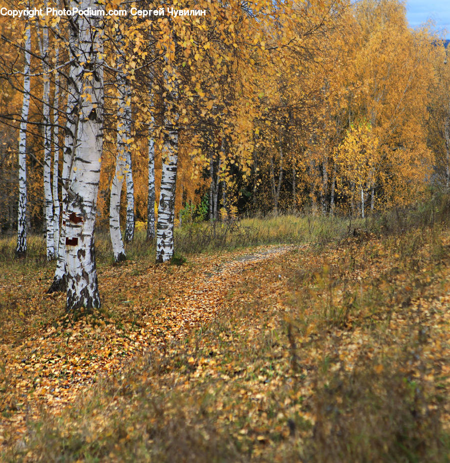 Birch, Tree, Wood, Forest, Vegetation, Dirt Road, Gravel