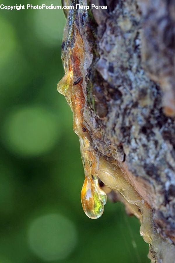 Amphibian, Frog, Wildlife