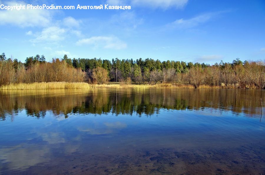 Lake, Outdoors, Water, Nature, Conifer, Fir, Plant