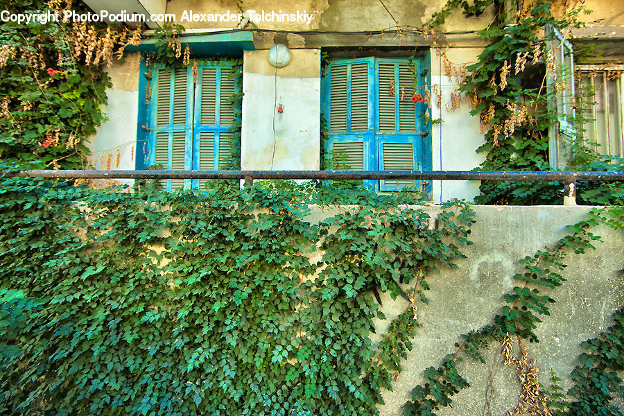 Ivy, Plant, Vine, Building, Cottage, Housing, Bonsai