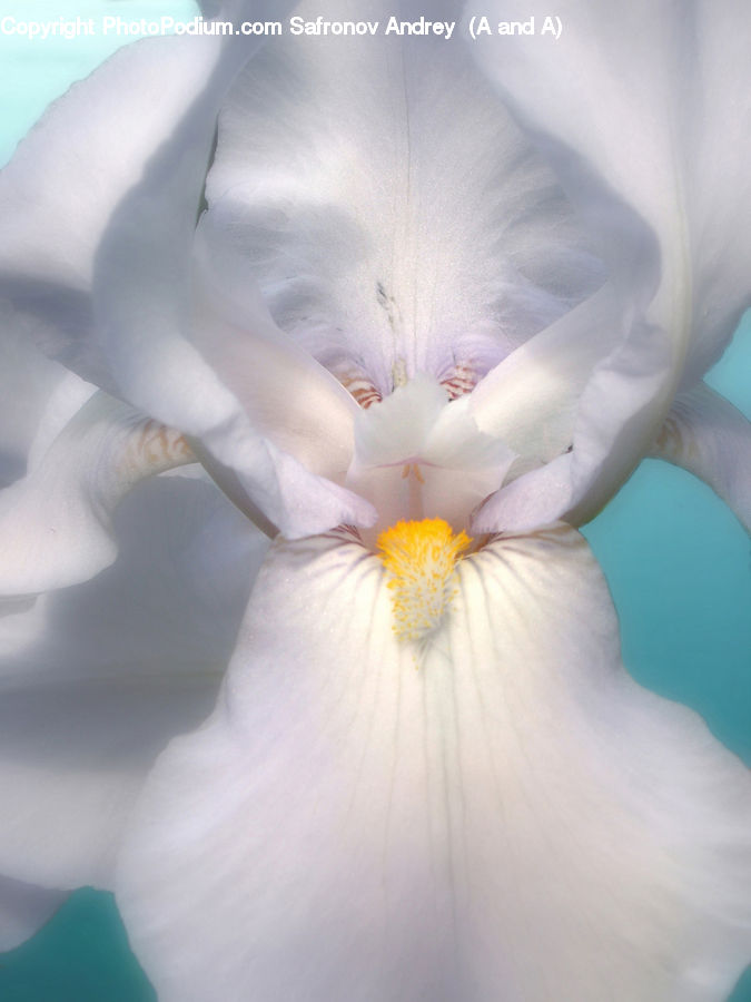People, Person, Human, Flora, Flower, Iris, Plant