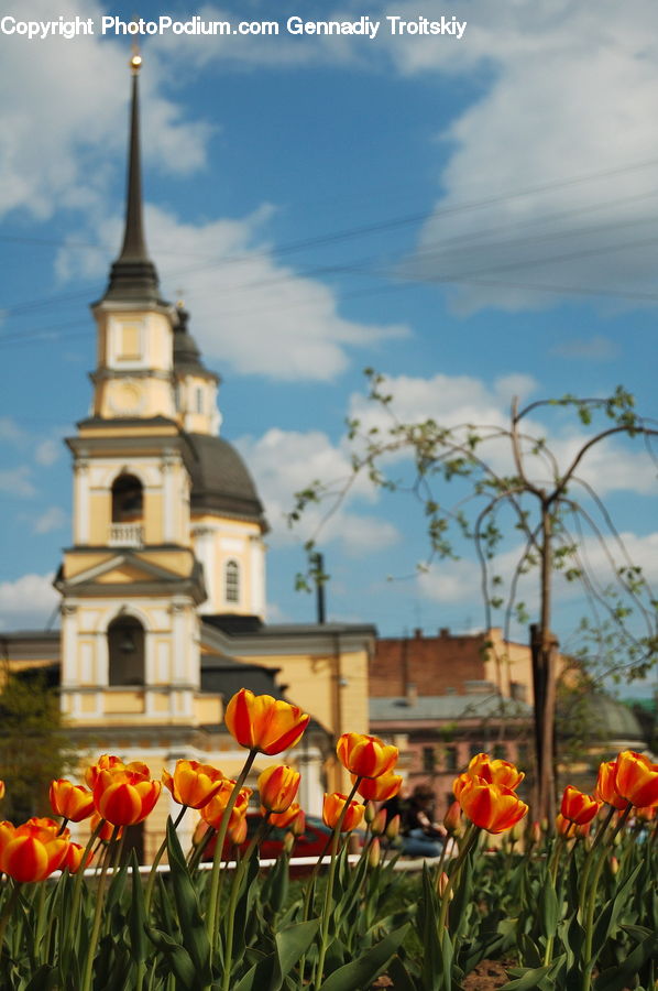 Blossom, Flora, Flower, Plant, Tulip, Potted Plant, Architecture