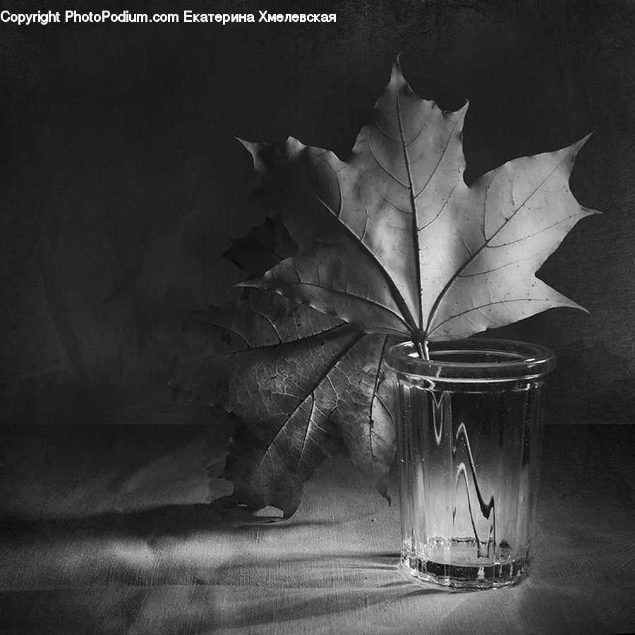 Maple, Maple Leaf, Plant, Paper, Leaf, Blossom, Flora