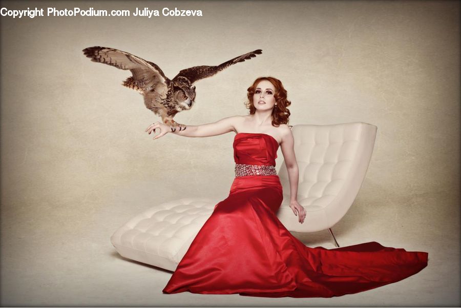 People, Person, Human, Bird, Owl, Wildlife, Evening Dress