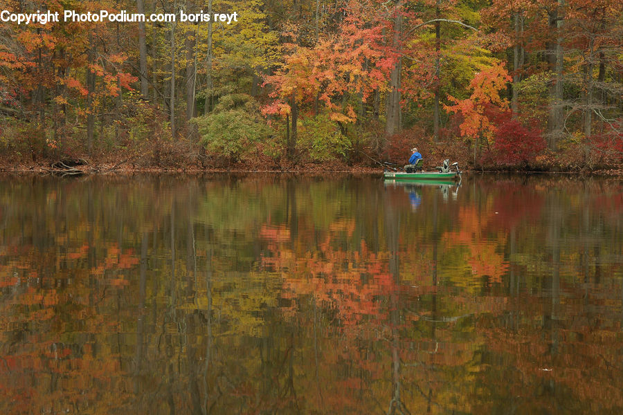 Outdoors, Pond, Water, Forest, Vegetation, Nature, Grove