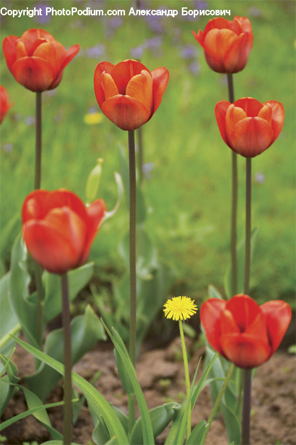 Blossom, Flora, Flower, Plant, Tulip, Crocus, Petal