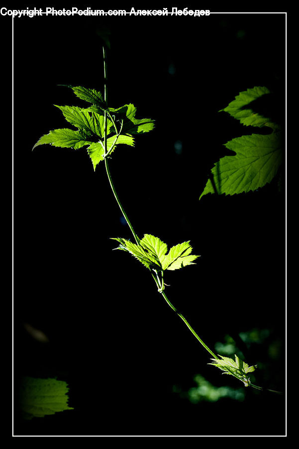 Veins, Fern, Plant, Vine, Blossom, Flora, Flower