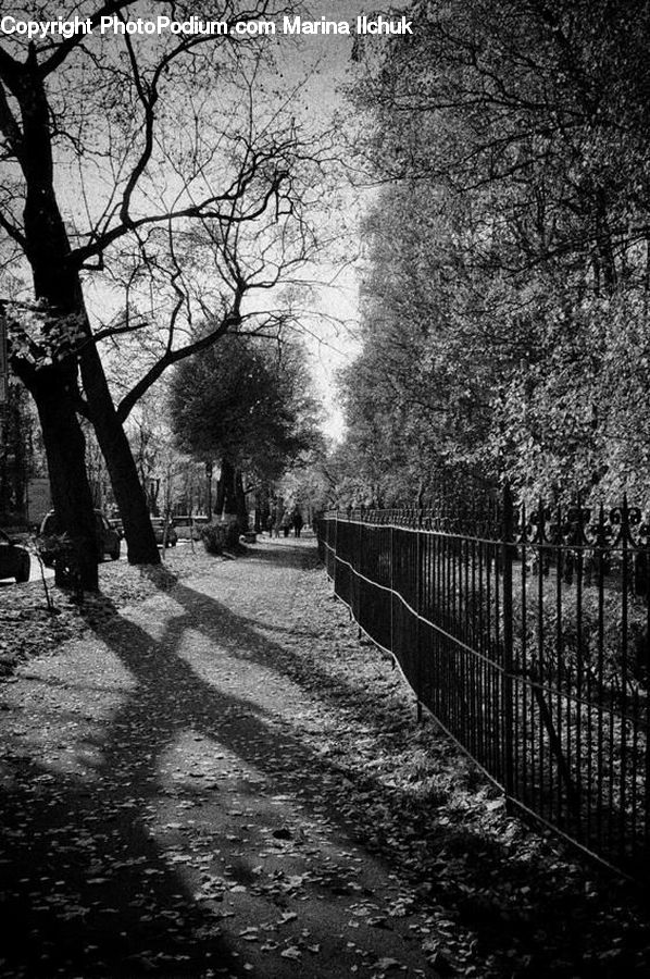 Plant, Tree, Boardwalk, Path, Pavement, Sidewalk, Walkway