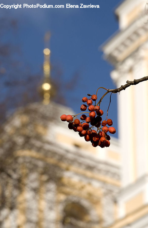 Fruit, Grapes, Plant, Vine, Blossom, Flora, Flower