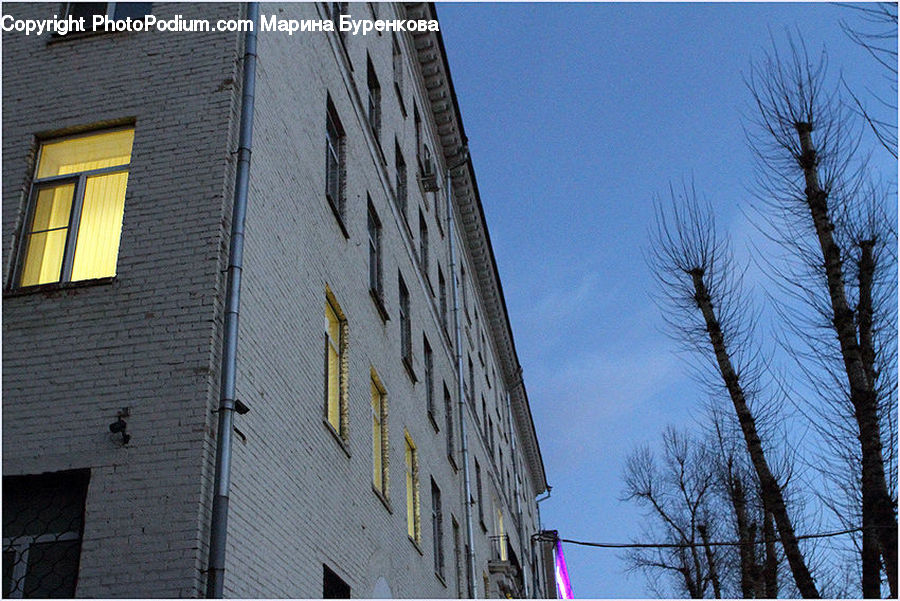 Brick, Apartment Building, Building, High Rise, Conifer, Fir, Plant