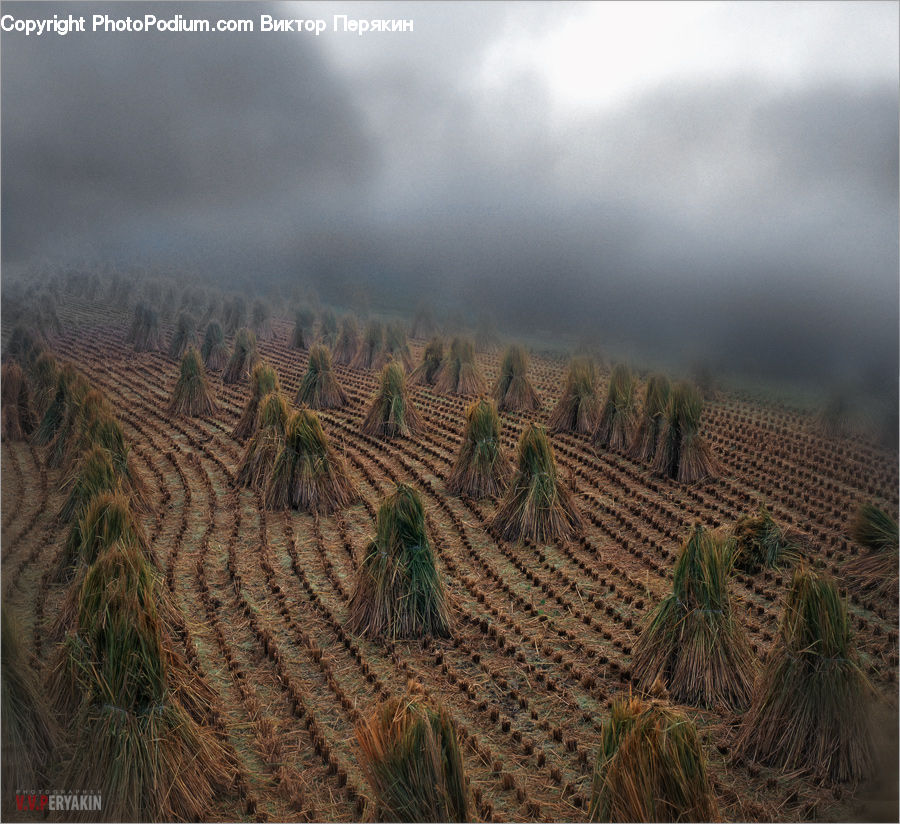Cactus, Plant, Field, Desert, Outdoors, Conifer, Fir
