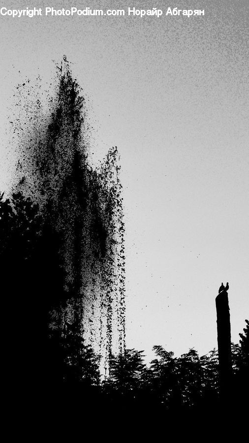 Silhouette, Plant, Tree, Grass, Reed, Blossom, Flora