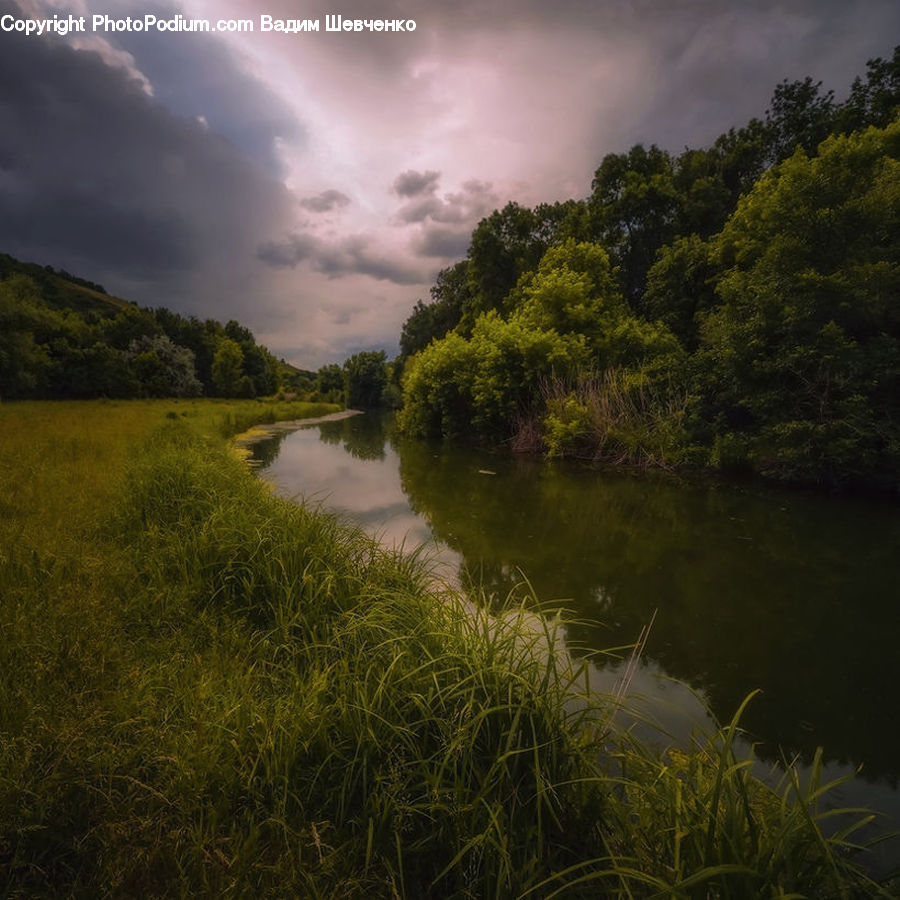 Grass, Plant, Reed, Field, Grassland, Canal, Outdoors