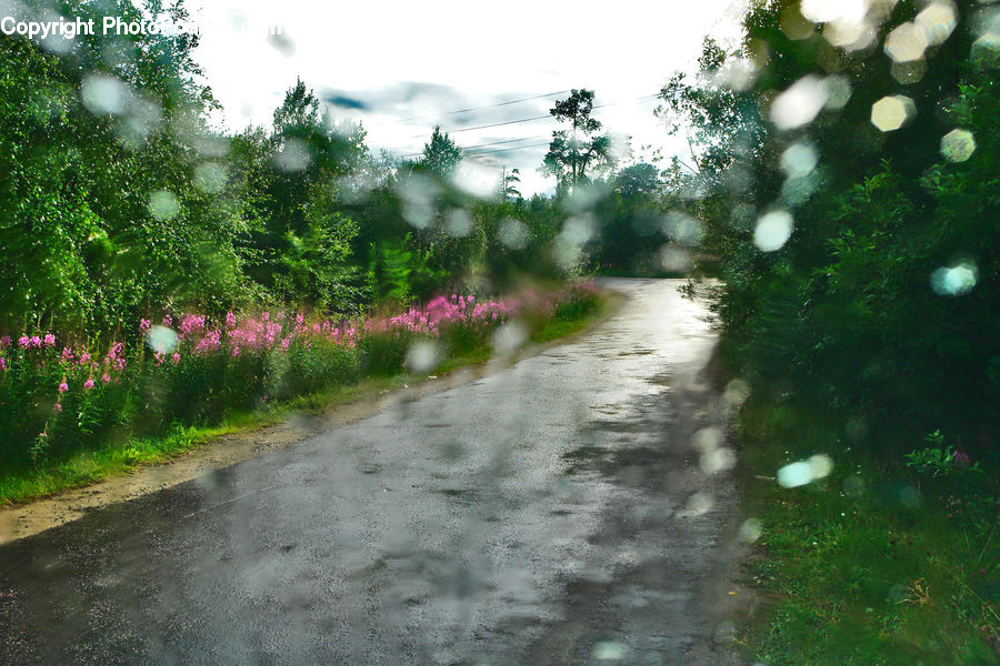 Dirt Road, Gravel, Road, Garden, Water, Cosmos, Blossom