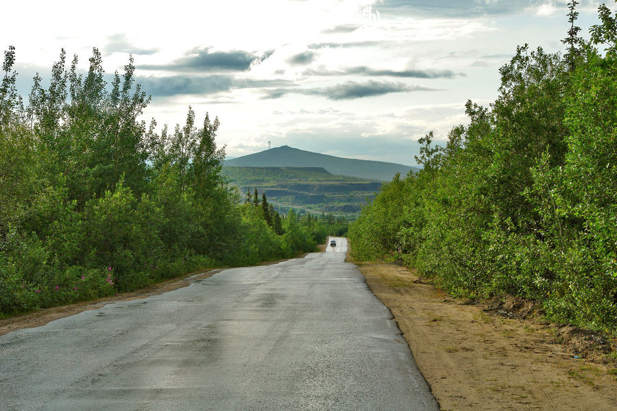 Dirt Road, Gravel, Road, Conifer, Fir, Pine, Spruce