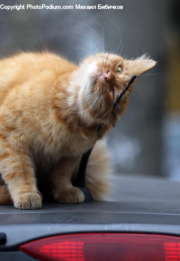 Automobile, Car, Vehicle, Animal, Cat, Kitten, Mammal