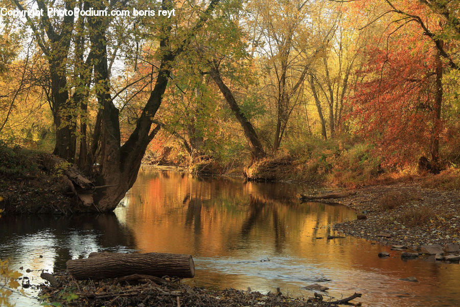 Outdoors, River, Water, Creek, Forest, Vegetation, Landscape