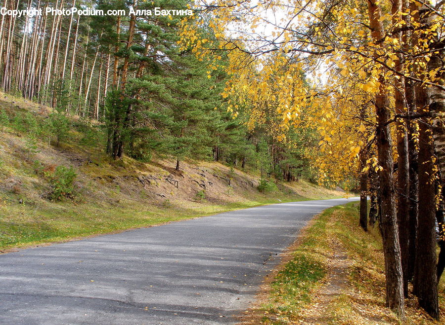 Dirt Road, Gravel, Road, Birch, Tree, Wood, Oak
