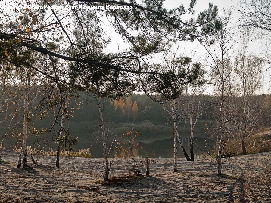 Birch, Tree, Wood, Plant, Forest, Vegetation, Conifer