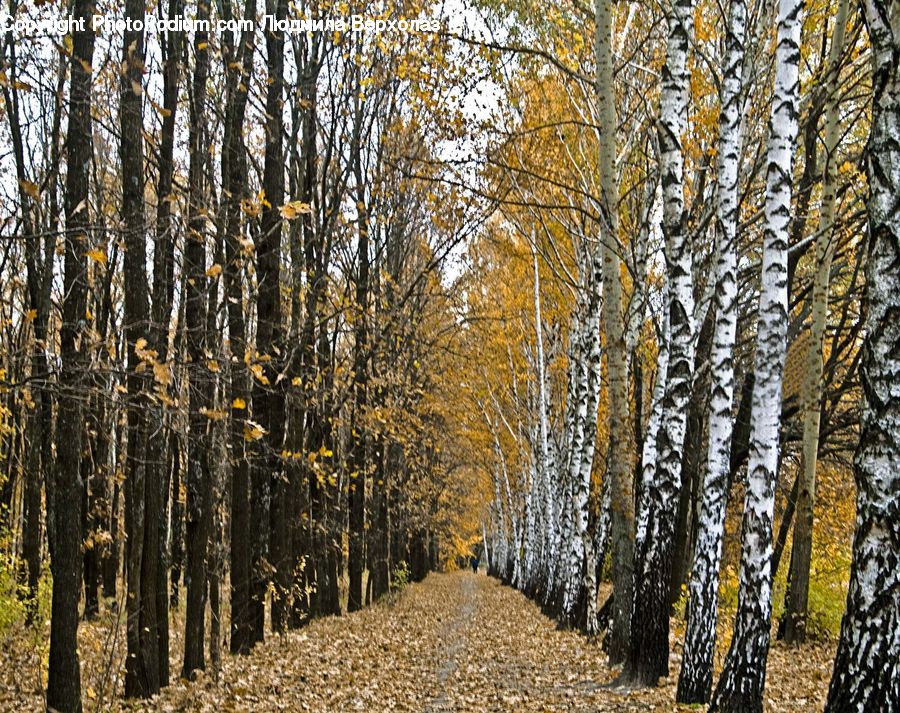 Birch, Tree, Wood, Field, Grass, Grassland, Plant