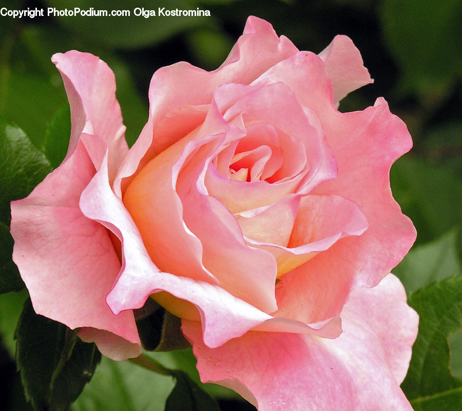 Blossom, Flower, Plant, Rose, Carnation, Flora, Geranium
