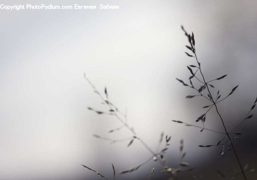 Fog, Field, Grass, Grassland, Plant, Blossom, Flora