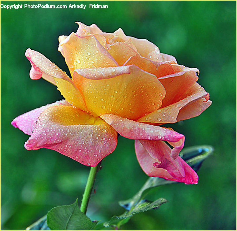 Flora, Flower, Gladiolus, Plant, Blossom, Rose, Carnation