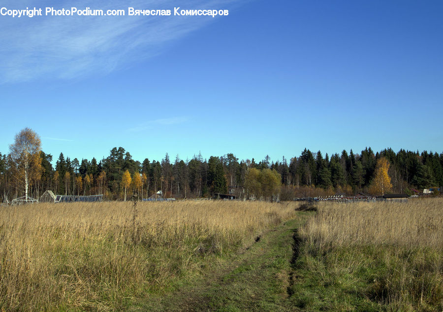 Field, Grass, Grassland, Land, Outdoors, Plant, Conifer