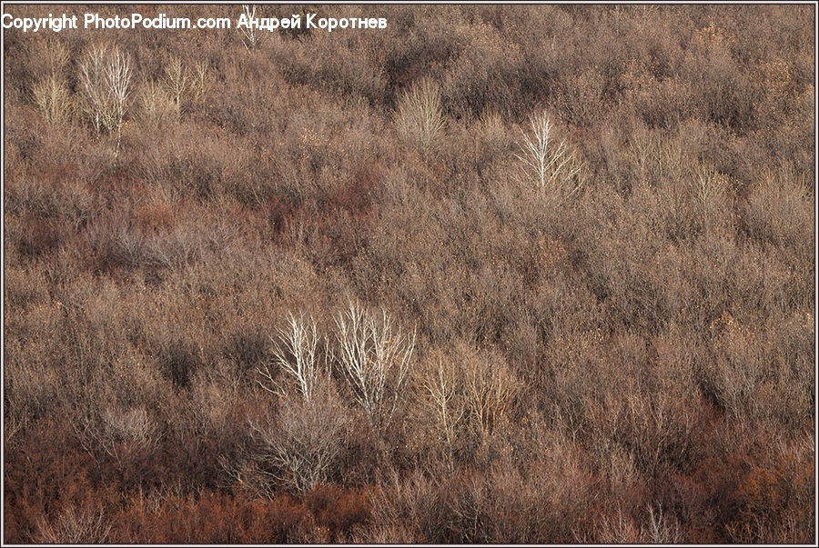 Field, Grass, Grassland, Plant, Land, Outdoors