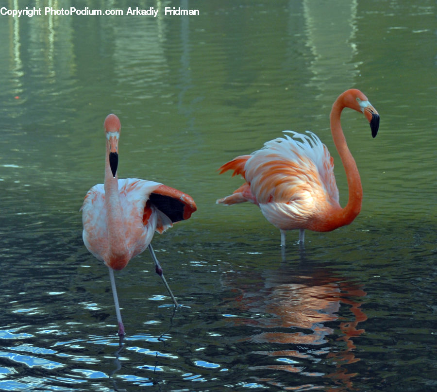 Bird, Flamingo, Flock