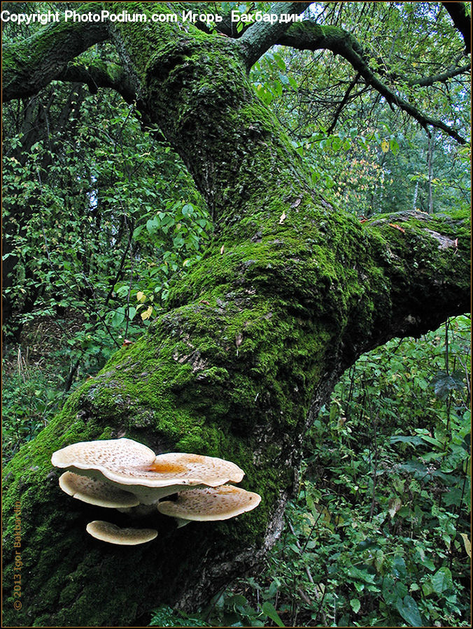 Agaric, Amanita, Fungus, Mushroom, Plant, Forest, Jungle