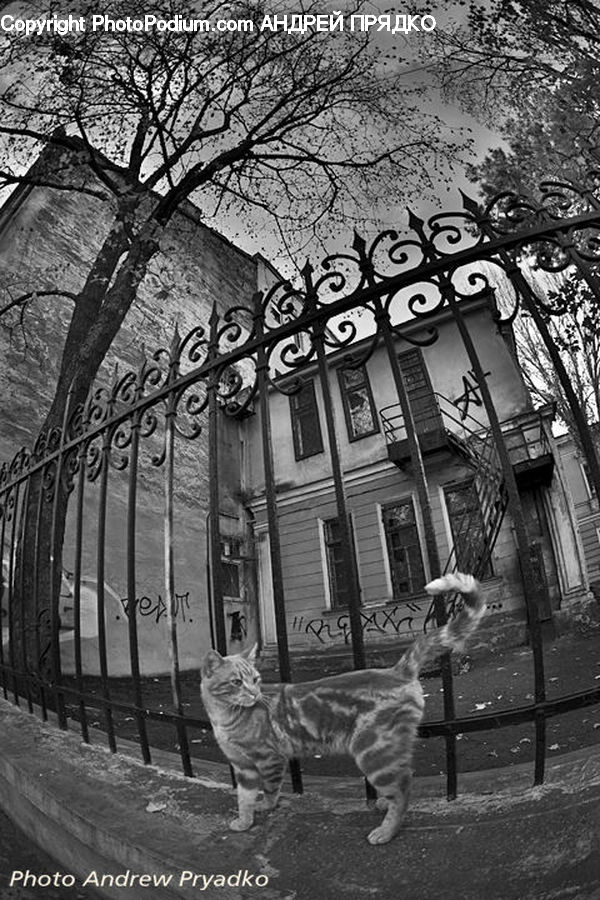 Animal, Cat, Mammal, Pet, Bench, Ballerina, Ballet