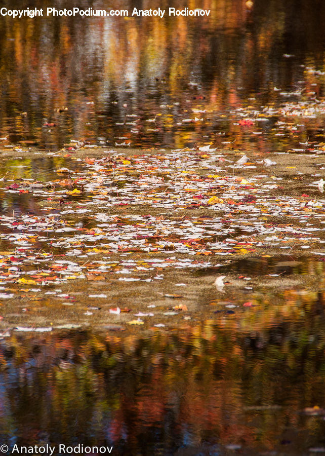 Water, Land, Marsh, Pond, Swamp