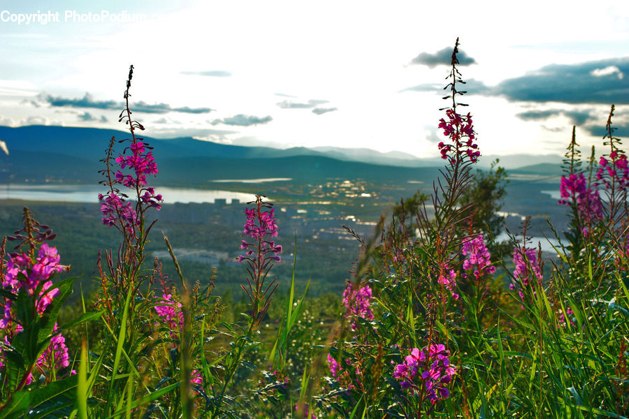 Blossom, Flora, Flower, Plant, Gladiolus, Field, Grass