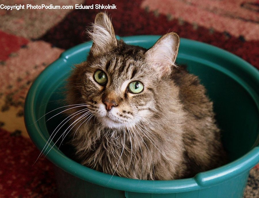 Bucket, Animal, Cat, Mammal, Manx, Pet, Abyssinian