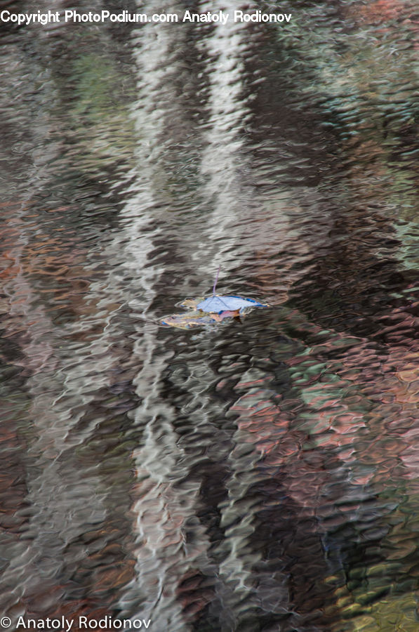 Outdoors, Ripple, Water, Bonito, Coho, Fish, Sea Life