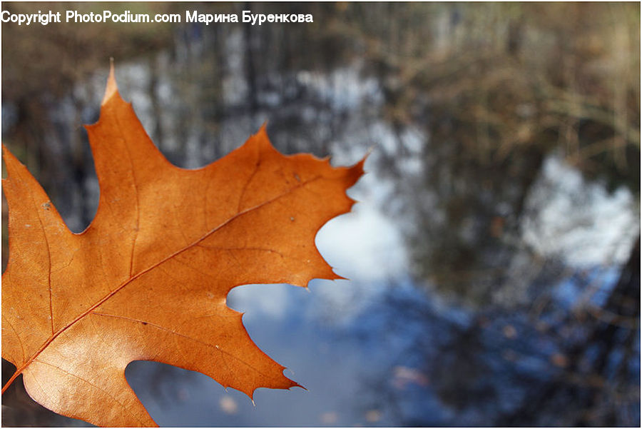 Maple, Maple Leaf, Plant, Tree, Wood, Blossom, Flora