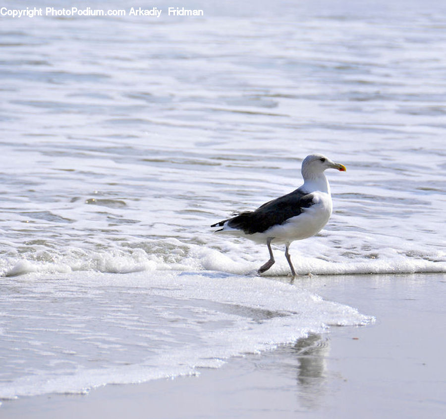 Bird, Seagull, Beach, Coast, Outdoors, Sea, Water