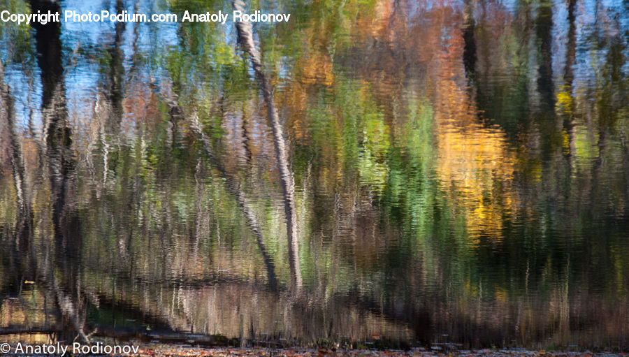 Outdoors, Ripple, Water, Birch, Tree, Wood, Canal