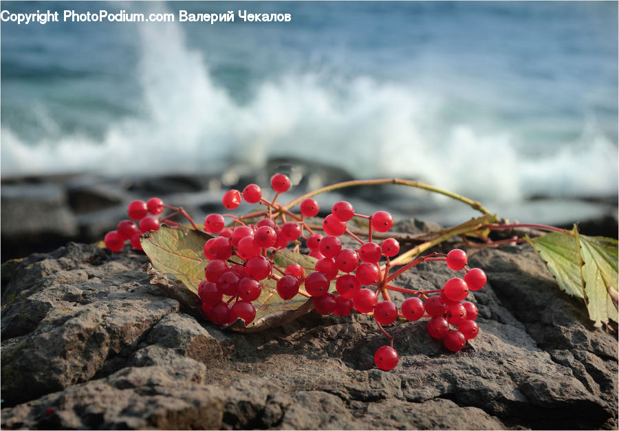 Fruit, Grapes, Plant, Vine, Outdoors, Sea, Water