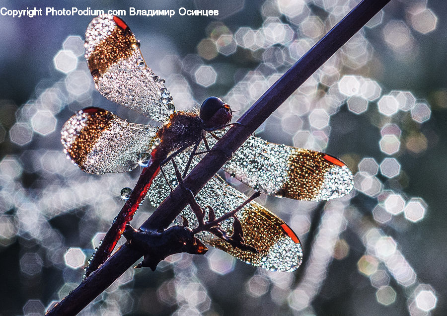 Bling, Arachnid, Garden Spider, Insect, Invertebrate, Spider, Conifer