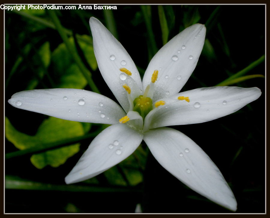 Blossom, Flora, Flower, Plant, Amaryllidaceae, Lily, Crocus