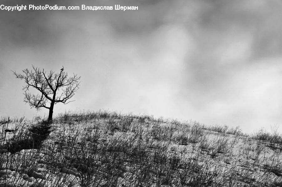 Plant, Tree, Silhouette, Oak, Wood, Blossom, Flora