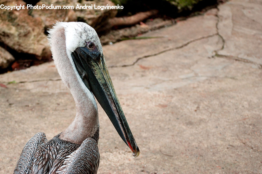 Bird, Booby, Pelican, Beak