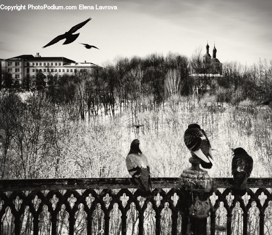 People, Person, Human, Fence, Bird, Blackbird, Crow
