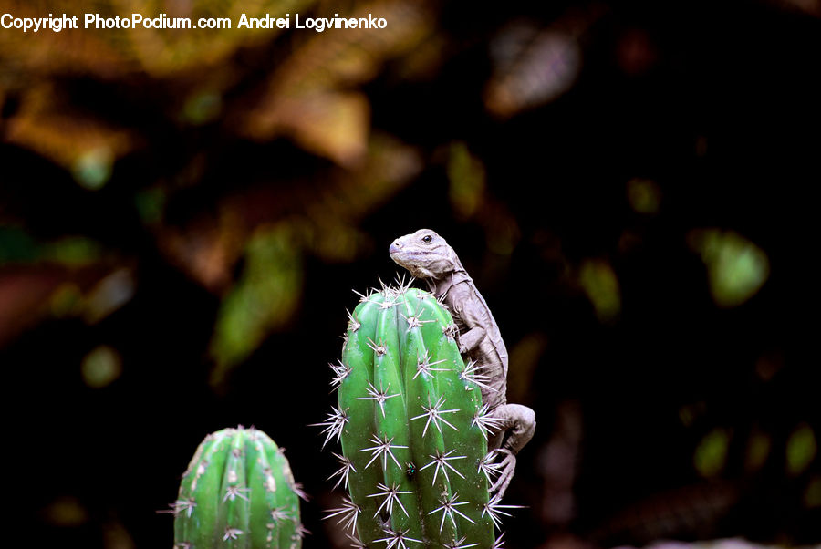 Cactus, Plant, Fern, Conifer, Fir, Tree, Iguana